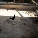 Nicola Tranquillo - PB100236